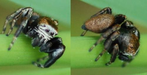 Evarcha arcuata