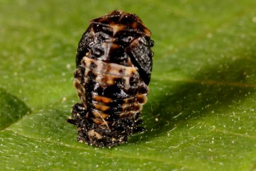 Adalia sp.