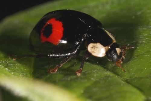 Harmonia axyridis