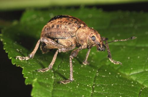Liophloeus tessulatus
