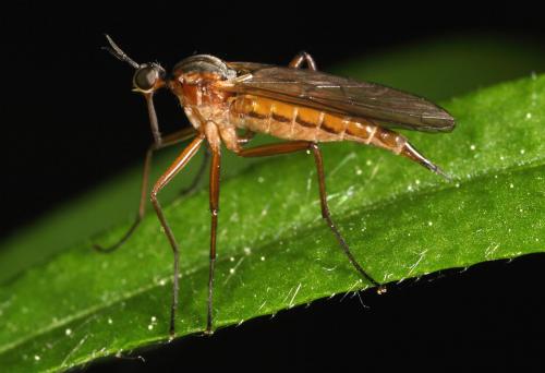 Réf. 69 502 : Empis trigramma
