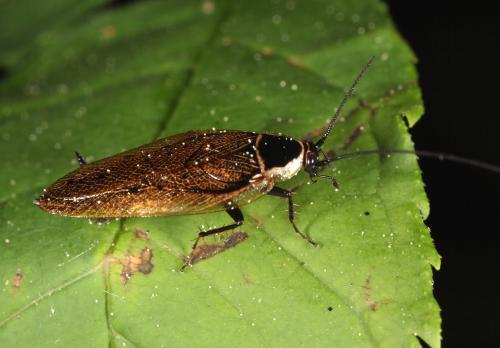 Ectobius sylvestris