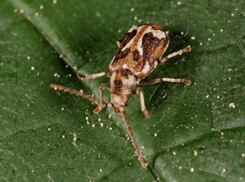 Réf. 69 759 : Ptinomorphus imperialis