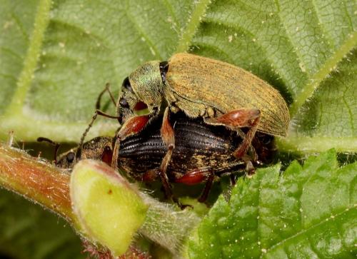 Réf. 69 255 : Phyllobius glaucus