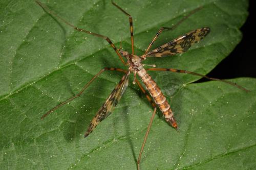 Epiphragma ocellare