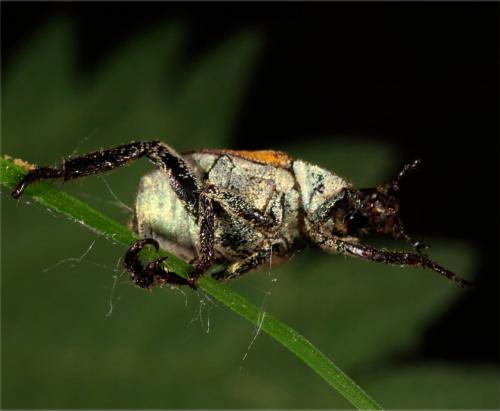 Hoplia argentea