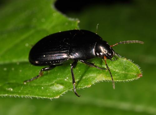 Amara sp.