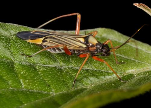 Miris striatus