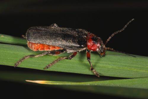 Réf. 69 327 : Cantharis rustica