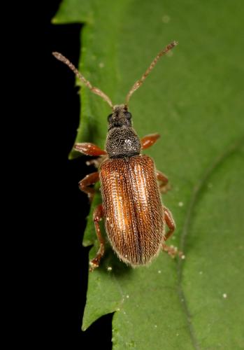 Réf. 69 212 : Phyllobius oblongus