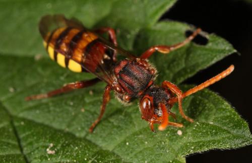 Nomada sp.
