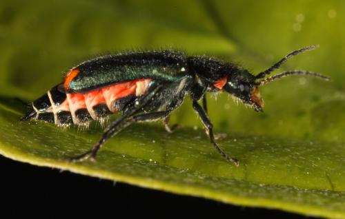 Malachius bipustulatus