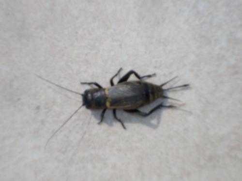 Gryllus campestris