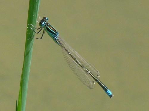 Réf. 69 247 : Ischnura pumilio