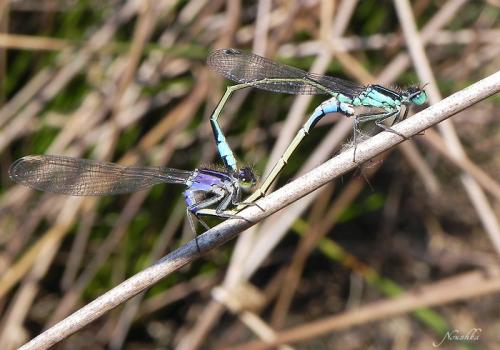 Ischnura elegans