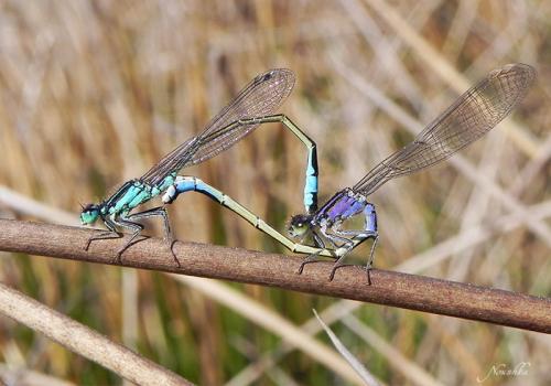 Ischnura elegans