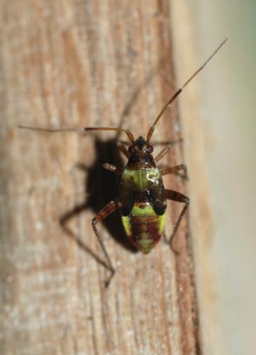 Closterotomus fulvomaculatus