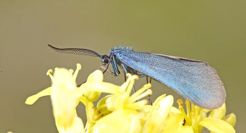 Jordanita sp.