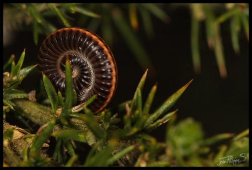 Réf. 69 528 : Ommatoiulus sabulosus