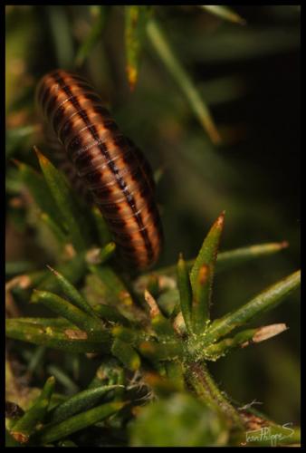 Réf. 69 529 : Ommatoiulus sabulosus