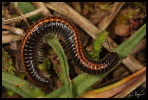 Réf. 69 527 : Ommatoiulus sabulosus