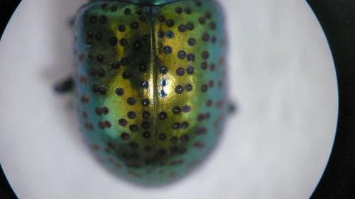 Chrysolina bicolor