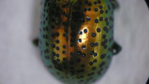 Réf. 69 816 : Chrysolina bicolor