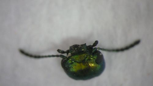 Chrysolina bicolor