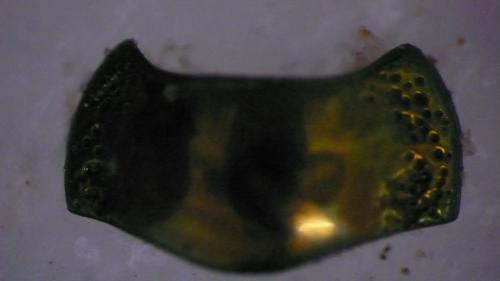 Chrysolina bicolor