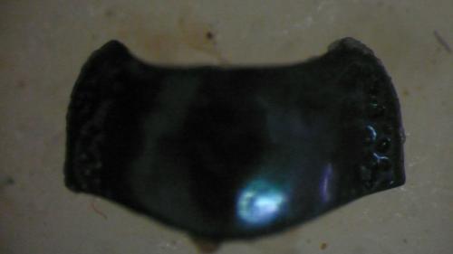 Chrysolina bicolor