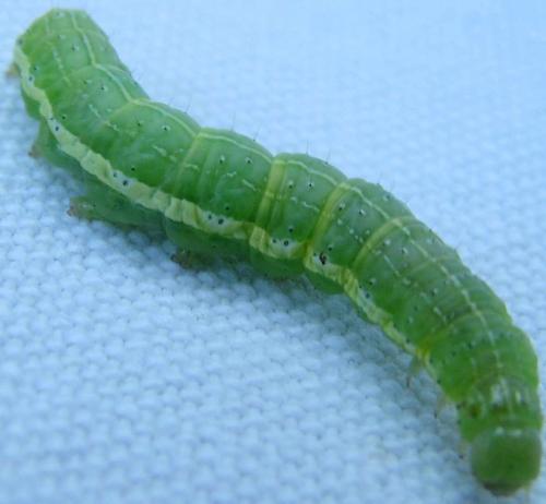Cosmia trapezina