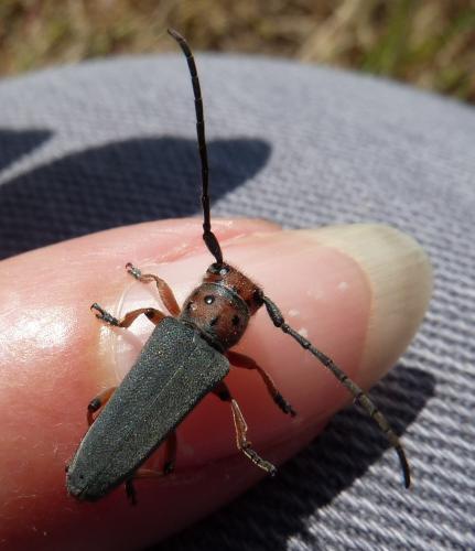Phytoecia rubropunctata