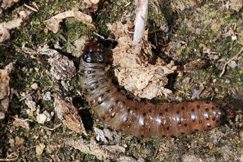 Réf. 69 808 : Apamea sp.