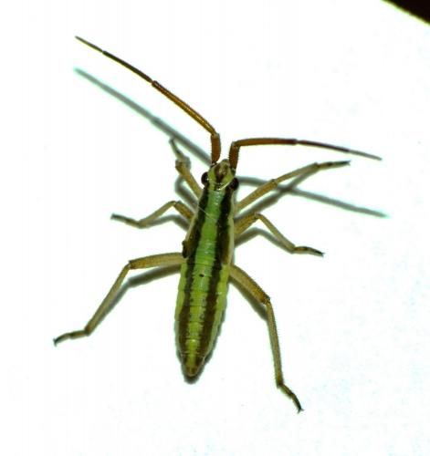 Réf. 69 875 : Leptopterna ferrugata