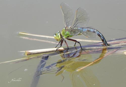Anax imperator