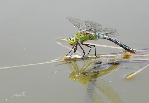 Anax imperator