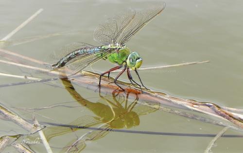 Anax imperator