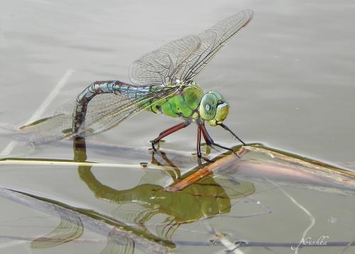 Anax imperator
