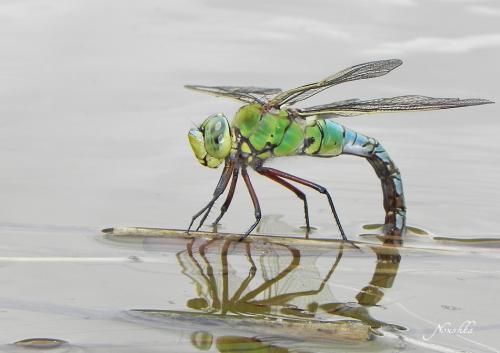 Réf. 69 737 : Anax imperator