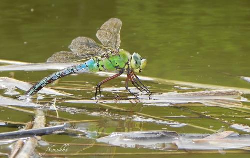 Anax imperator