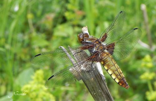 Libellula depressa