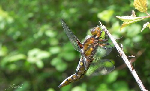 Libellula depressa