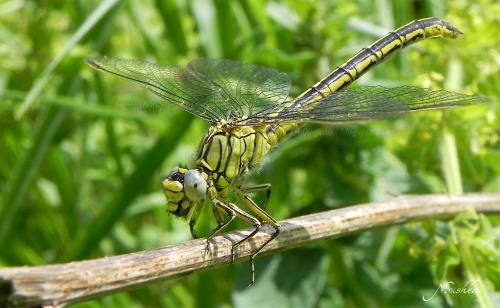 Gomphus pulchellus
