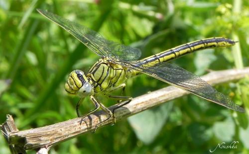 Gomphus pulchellus
