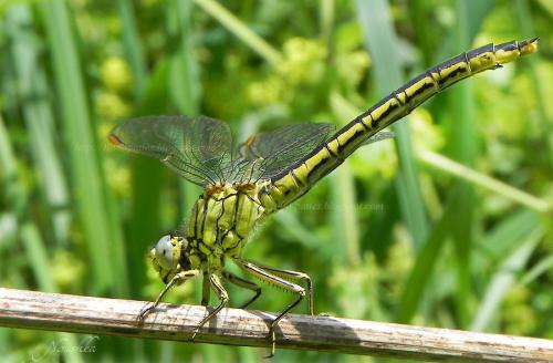 Réf. 69 669 : Gomphus pulchellus