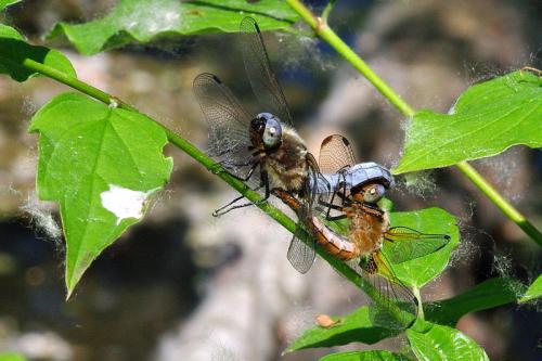 Réf. 69 565 : Libellula fulva