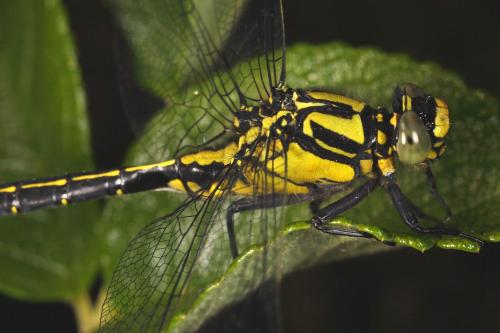 Gomphus vulgatissimus