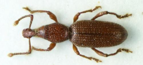 Réf. 69 659 : Otiorhynchus terricola