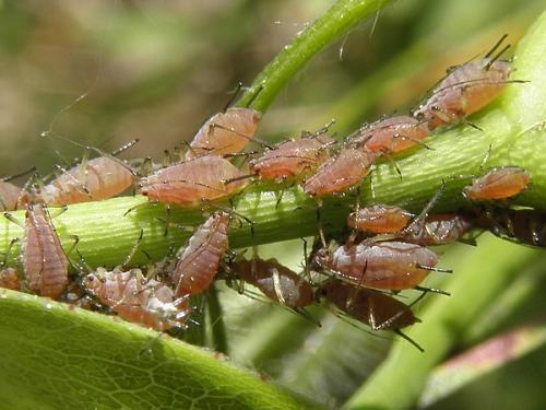 Réf. 69 379 : Macrosiphum sp.