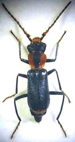 Cyrtosus cyanipennis